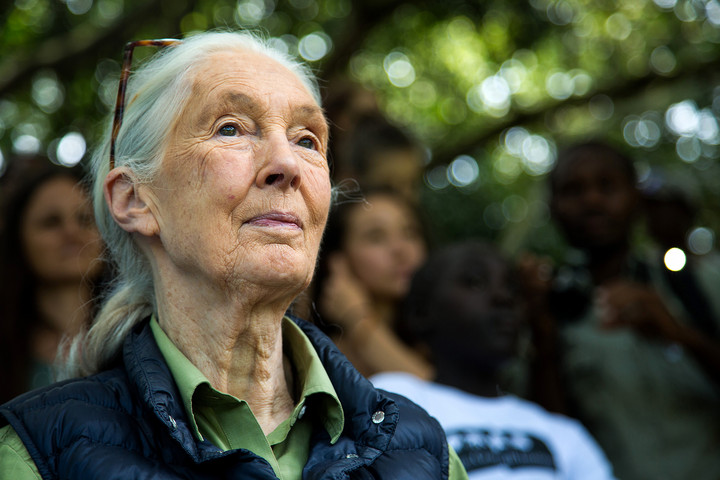 Fotó: MH Nyolcvanöt éves Jane Goodall csimpánzkutató