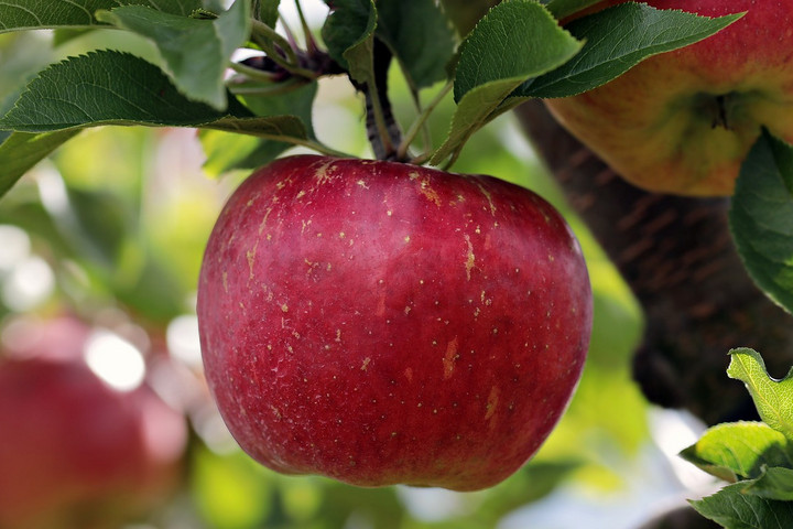 Az alma- és meggytermelők pozícióját erősíti a felvásárlás kötelező szerződésbe foglalása