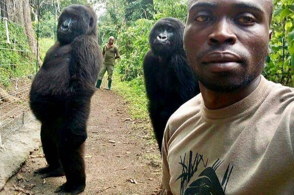 Mobiltelefont látva pózoltak a gorillák