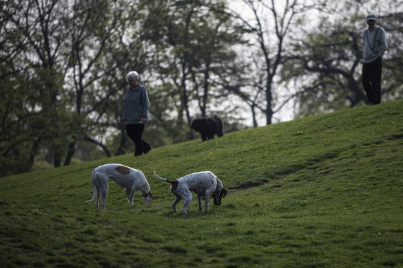 Fotó: MTI/Mónus Márton Rendkívül népszerű a Városliget kutyás élményparkja