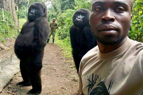Mobiltelefont látva pózoltak a gorillák