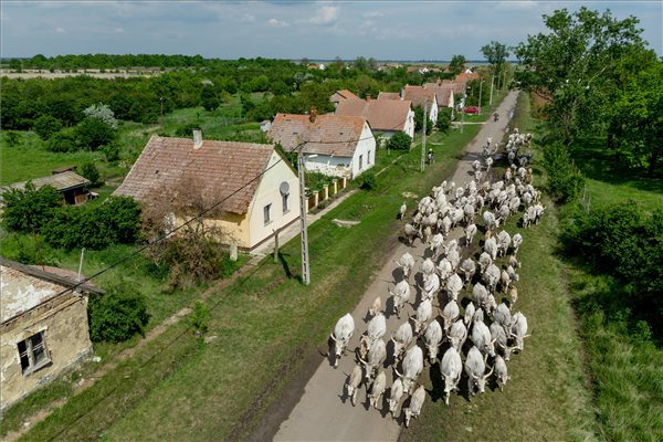 Szürkemarhahajtás a Hortobágyon