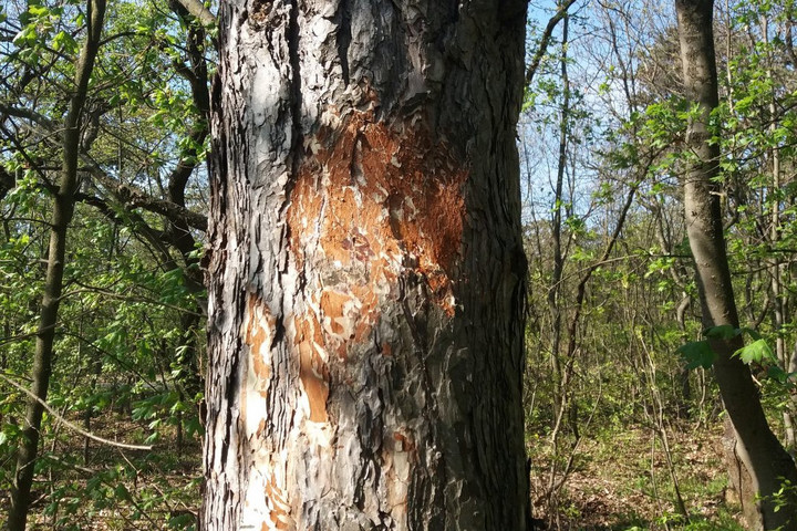Baltás vandál hasítja le a fákról a túrajelzéseket