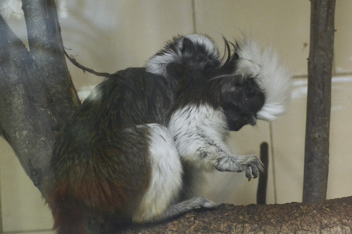 Fotó: szegedzoo.hu/Endrédi Lajos Liszt-majmocska született a Szegedi Vadasparkban