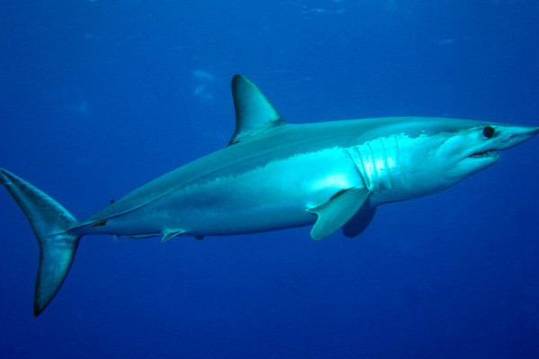 Csökkent a cápatámadások száma 2022-ben