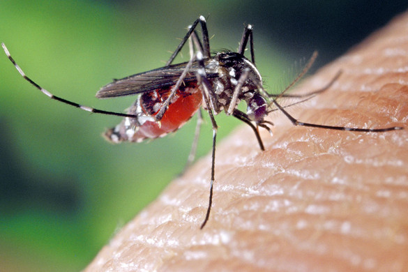 Új, természetes módszerrel csökkentik a szúnyogok számát