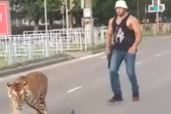 Kabrióban, szájkosár nélkül szállítottak egy tigrist, megszökött