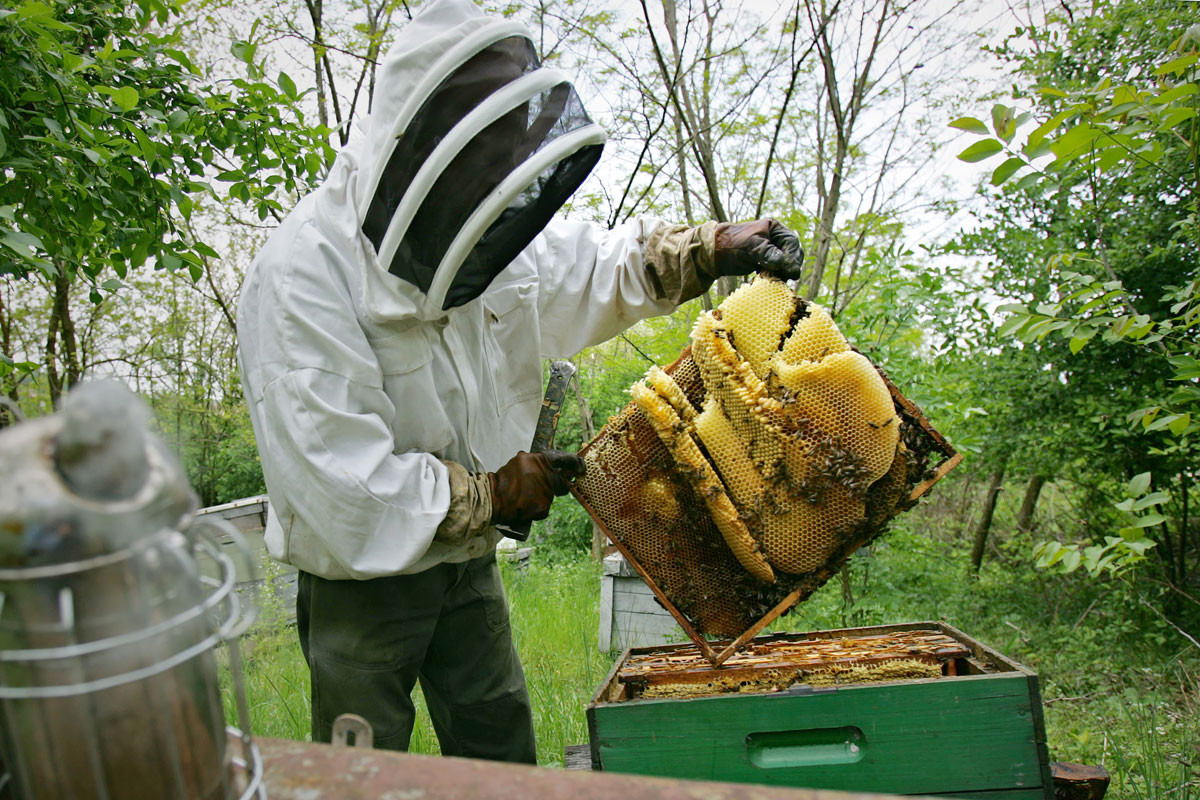 A magyar méz az európai piacokon is megállja a helyét