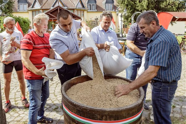 Összeöntötték a kárpátaljai magyar gazdák által összegyűjtött búzát