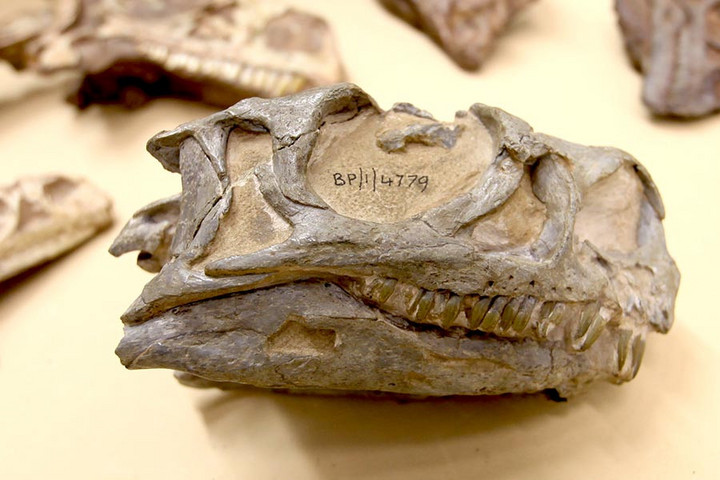 Új dinoszauruszfajt azonosítottak Dél-Afrikában