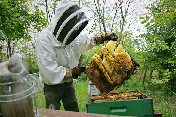 Lila mézet kezdtek előállítani a méhek