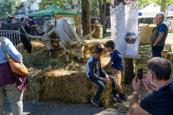 A magyar élelmiszeripar áll az idei OMÉK fókuszában