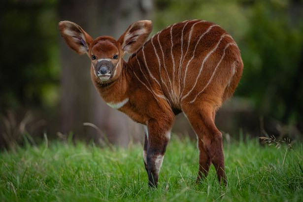 Fotó: Chester Zoo Egy példánnyal gyarapodott a világ egyik legveszélyeztetettebb emlőse