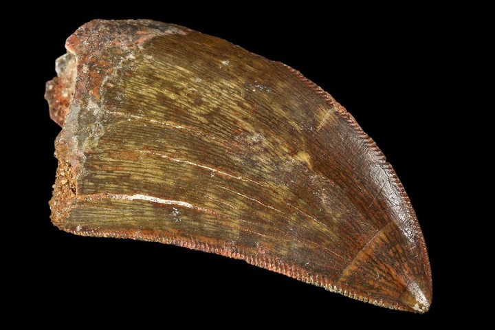 Fotó: fossilera.com Különleges dinoszaurusz-fosszíliát találtak Thaiföldön