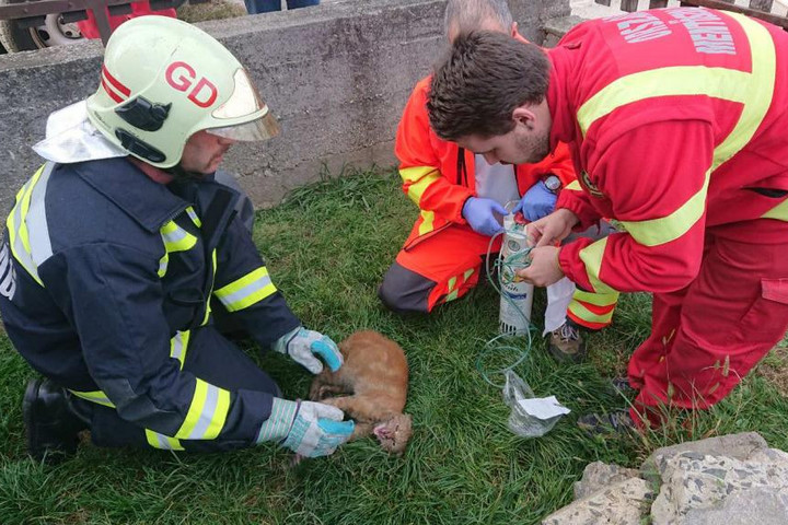 Megmentették egy macska életét a gödöllői tűzoltók