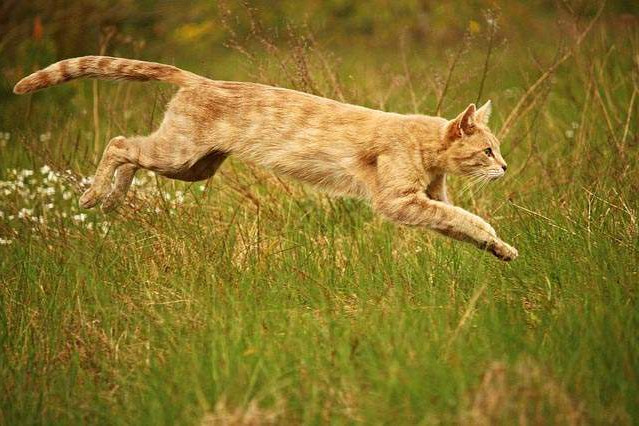 Fotó: cat-world.com.au Macskáinak köszönheti megmenekülését egy olasz pár