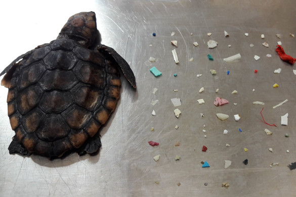 Több mint száz műanyagdarabot találtak egy teknős testében