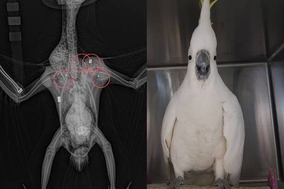 Szenzációs túlélőképességről tett tanúbizonyságot egy kakadu