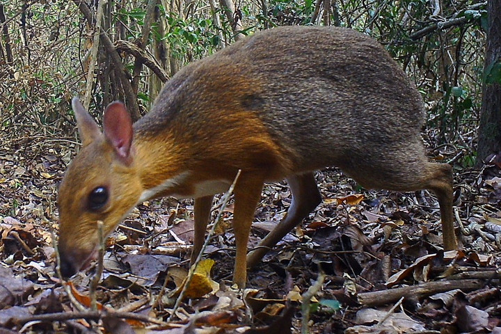 Fotó: AFP / GLOBAL WILDLIFE CONSERVA Kihaltnak hitt állatot fedeztek fel