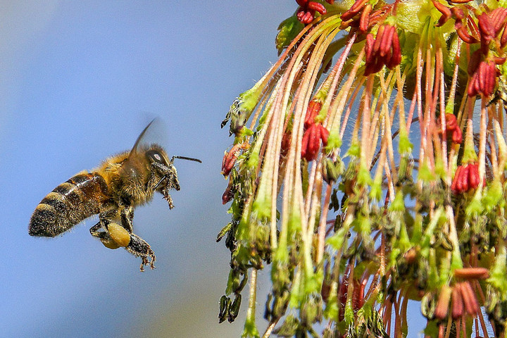 Összegyűltek a hazai aláírások a méhek megmentését célzó európai kezdeményezéshez