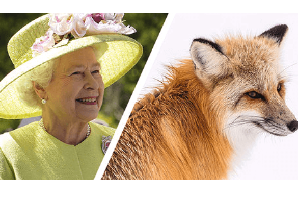 Állatvédők megdicsérték II. Erzsébetet, mert műszőrmét visel