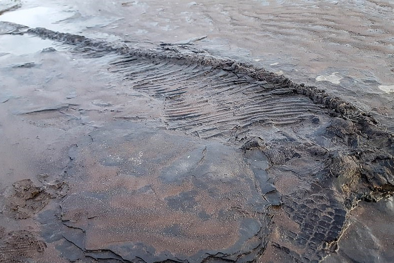 Kutyák bukkantak rá egy több millió éves fosszíliára
