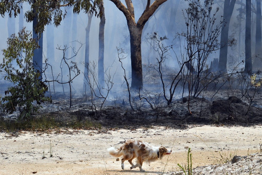 Tűz elől menekülő kutya az ausztráliai Új-Dél-Wales államban