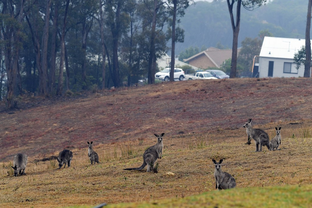 A bozóttüzek miatt a kenguruk a lakótelepülések közelébe menekülnek
