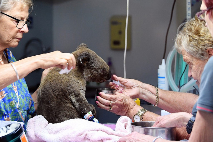 A chlamydia jelentheti a koalák végét