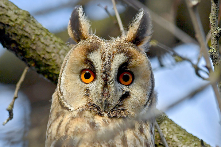 Az erdei fülesbagoly lett az év madara egy internetes szavazáson