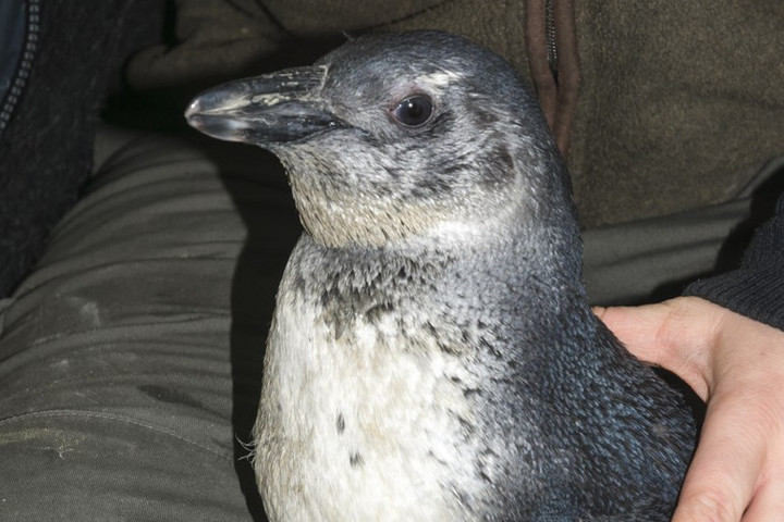 Pingvinfióka született a Szegedi Vadasparkban