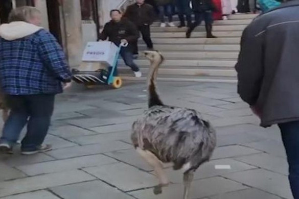 Emukat sétáltató turistákat büntettek meg a rendőrök Velencében