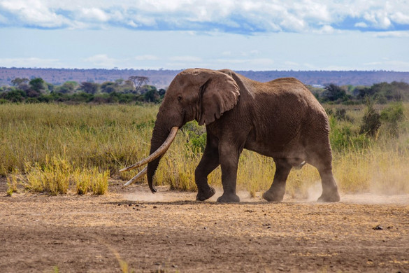 Botswana elefántok ezreivel fenyeget