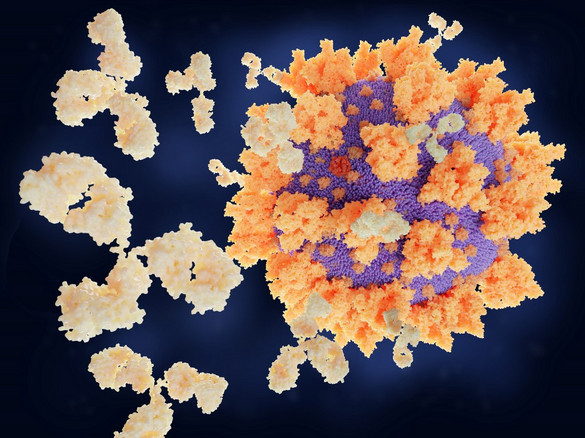 Megtalálhatták a koronavírus lehetséges ellenszerét