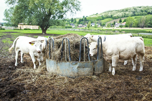 Agrárminisztérium: A magyar állattenyésztés alkalmazkodóképessége reményt ad a sikeres jövőre