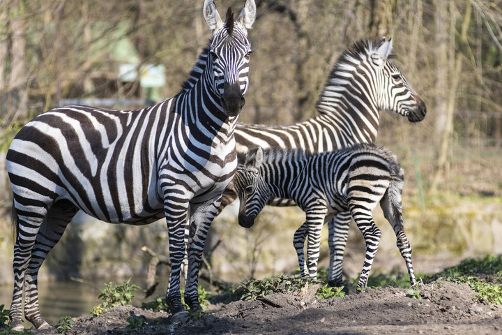 Új magyarázatot találtak a zebracsíkok szerepére