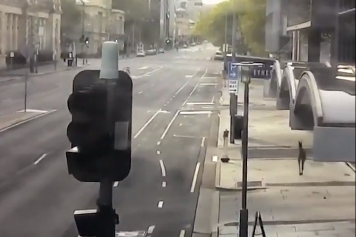 Kenguru ugrált végig az ausztráliai Adelaide néptelen belvárosán