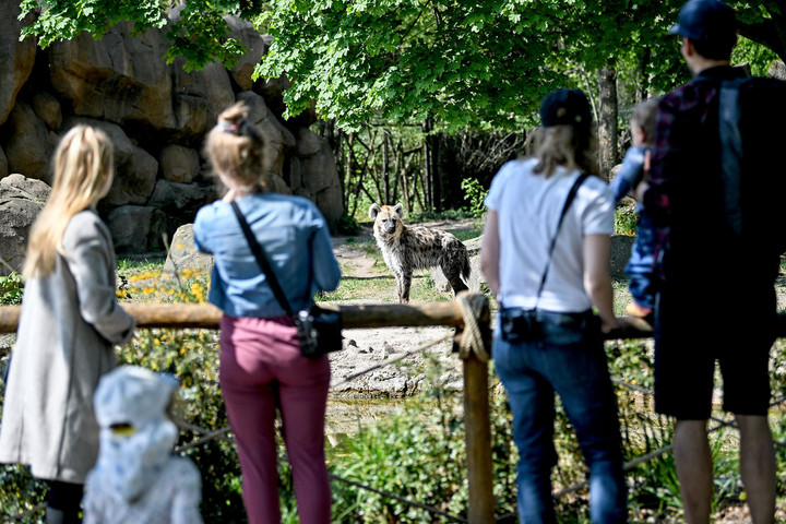 Fotó: AFP/DPA/Britta Pedersen Óvatos nyitások a vírus elleni sakkjátszmában
