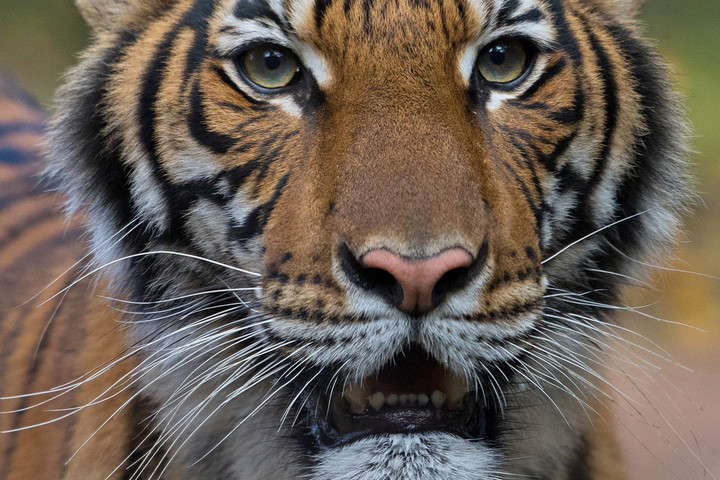 Tigris bóklászik az irodaházak között
