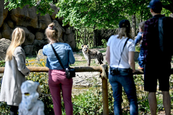 Óvatos nyitások a vírus elleni sakkjátszmában