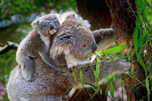 Ausztrál állatvédők: elég a koalabérlésből