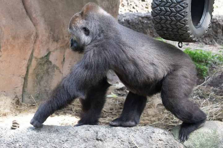 Fotó: Audubon Zoo Az anyaságra tanítják Tumanit, a New Orleans-i állatkert gorilláját