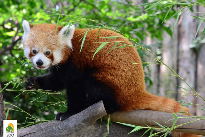 Új kis panda érkezett a Budapesti Állatkertbe