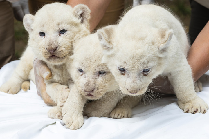 Fehér oroszlánok születtek a Nyíregyházi Állatparkban