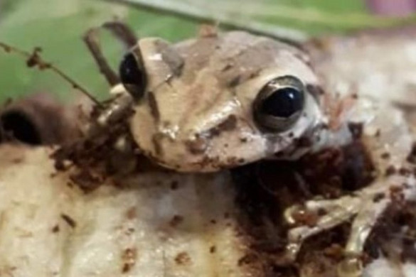 Egzotikus békát fedeztek fel egy walesi élelmiszerboltban