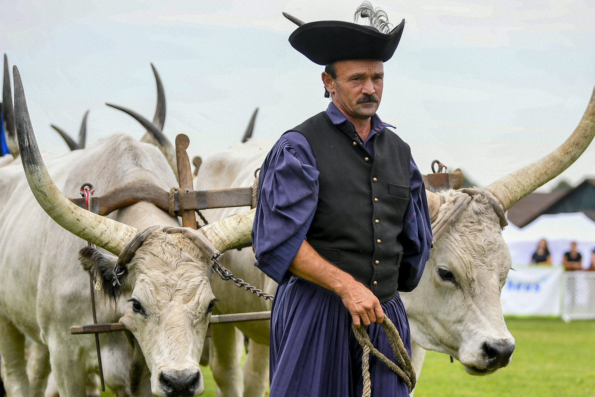 Fotó: MTI/Czeglédi Zsolt Szürkemarhákat vezetnek pásztorok a 29. Farmer Expo megnyitóján Debrecenben