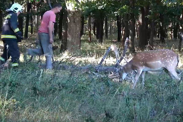 Tűzoltók és erdész szakemberek mentettek meg egy dámvadat
