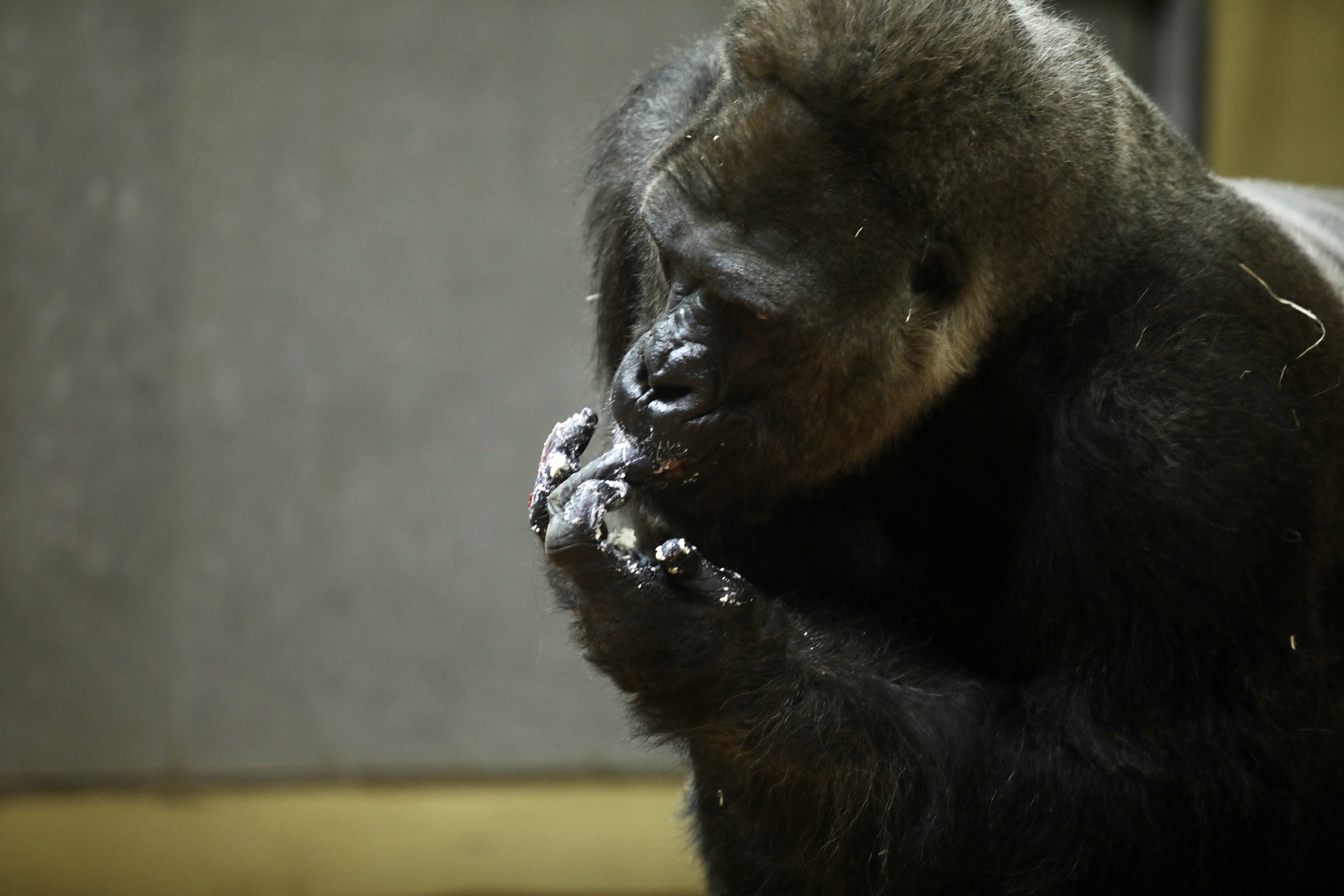 Golo gorilla születésnap
