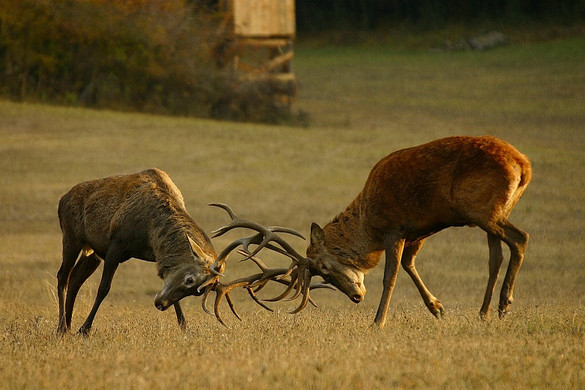Ismét népszerű a magyarországi vadászat