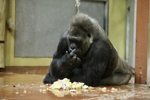 Sokat kell még tanulnunk a gorilláktól